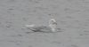 Glaucous Gull at West Canvey Marsh (RSPB) (Alan Shearman) (25141 bytes) Glaucous Gull at West Canvey Marsh (RSPB) (Alan Shearman) (25141 bytes)