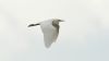 Cattle Egret at Wat Tyler Country Park (Steve Arlow) (43878 bytes) Cattle Egret at Wat Tyler Country Park (Steve Arlow) (43878 bytes)