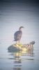 Shag at South Fambridge (Neil Chambers) (41665 bytes) Shag at South Fambridge (Neil Chambers) (41665 bytes)