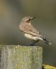 Wheatear at Bowers Marsh (RSPB) (Graham Oakes) (70035 bytes)