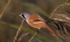 Bearded Tit at Bowers Marsh (RSPB) (Jeff Delve) (43259 bytes)