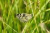 Marbled White at Benfleet Downs (Richard Howard) (63655 bytes)