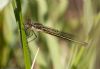 Scarce Emerald Damselfly at Canvey Way (Jeff Delve) (44728 bytes)