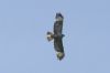 Buzzard at Pound Wood (Richard Howard) (15812 bytes)