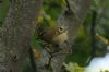 Goldcrest at Shoebury East Beach (Richard Howard) (91876 bytes)