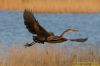 Purple Heron at Wat Tyler Country Park (Richard Howard) (68295 bytes)