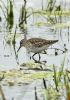 Wood Sandpiper at Vange Marsh (RSPB) (Graham Oakes) (95875 bytes)