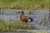 Anas sp. at West Canvey Marsh (RSPB) (Richard Howard) (101368 bytes)