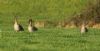 Tundra Bean Goose at Fleet Head (Steve Arlow) (50991 bytes) Tundra Bean Goose at Fleet Head (Steve Arlow) (50991 bytes)