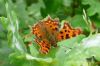 Comma at Belfairs N.R. (Richard Howard) (111097 bytes)