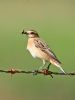 Whinchat at Bowers Marsh (RSPB) (Graham Oakes) (37832 bytes) Whinchat at Bowers Marsh (RSPB) (Graham Oakes) (37832 bytes)