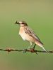 Whinchat at Bowers Marsh (RSPB) (Graham Oakes) (37832 bytes)