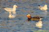 Mandarin Duck at Gunners Park (Richard Howard) (93519 bytes)