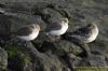 Purple Sandpiper at Canvey Seafront (Richard Howard) (90292 bytes)