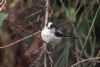 Long-tailed Tit at Leigh on Sea (Sally Brierley) (66138 bytes)