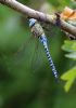 Southern Migrant Hawker at Vange Marsh (RSPB) (Tim Bourne) (55458 bytes)