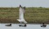 Caspian Gull at Bowers Marsh (RSPB) (Steve Arlow) (56993 bytes) Caspian Gull at Bowers Marsh (RSPB) (Steve Arlow) (56993 bytes)