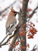 Waxwing at Shoebury (Graham Oakes) (65808 bytes)