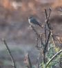 Redstart at Wakering Stairs (Jeff Delve) (61819 bytes)