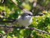 Lesser Whitethroat at Gunners Park (Vince Kinsler) (74209 bytes)