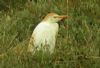 Cattle Egret at Benfleet Creek (Steve Arlow) (175411 bytes) Cattle Egret at Benfleet Creek (Steve Arlow) (175411 bytes)