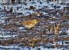 Water Pipit at Bowers Marsh (RSPB) (Graham Oakes) (139925 bytes)