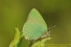 Green Hairstreak at Canvey Wick (Richard Howard) (89795 bytes)