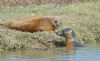 Grey Seal at River Roach (Graham Mee) (101602 bytes)