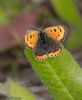 Small Copper at Wallasea Island (RSPB) (Jeff Delve) (56070 bytes)