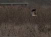Hen Harrier at Wallasea Island (RSPB) (Jeff Delve) (49791 bytes) Hen Harrier at Wallasea Island (RSPB) (Jeff Delve) (49791 bytes)