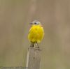 flava wagtail at Wallasea Island (RSPB) (Jeff Delve) (29209 bytes)