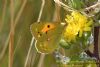 Clouded Yellow at Bowers Marsh (RSPB) (Richard Howard) (64578 bytes)