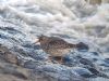 Purple Sandpiper at Canvey Point (Neil Chambers) (80771 bytes)