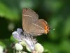 White-letter Hairstreak at Bowers Marsh (RSPB) (Graham Oakes) (52927 bytes)