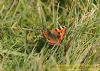 Small Tortoiseshell at Vange Marsh (RSPB) (Richard Howard) (191666 bytes)