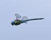 Southern Migrant Hawker at Bowers Marsh (RSPB) (Graham Oakes) (36641 bytes)