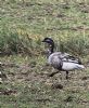 Dark-bellied Brent Goose at Oxenham Farm (Neil Chambers) (121179 bytes)