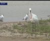 Spoonbill at Wat Tyler Country Park (Royal Society for the Protection of Birds) (53838 bytes) Spoonbill at Wat Tyler Country Park (Royal Society for the Protection of Birds) (53838 bytes)