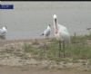 Spoonbill at Wat Tyler Country Park (Royal Society for the Protection of Birds) (53838 bytes)