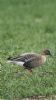 Pink-footed Goose at Bowers Marsh (RSPB) (Neil Chambers) (58070 bytes)