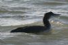 Great Northern Diver at Southend Pier (Don Petrie) (84561 bytes) Great Northern Diver at Southend Pier (Don Petrie) (84561 bytes)