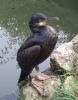 Shag at Gunners Park (Don Petrie) (79860 bytes)