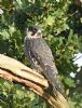 Hobby at Bowers Marsh (RSPB) (Graham Oakes) (105830 bytes)