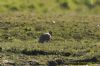 Red-legged Partridge at Gunners Park (Richard Howard) (121154 bytes)