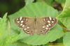 Speckled Wood at Gunners Park (Richard Howard) (107696 bytes)