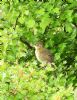 Grasshopper Warbler at Wakering Stairs (Graham Oakes) (139006 bytes)