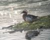 Garganey at Bowers Marsh (RSPB) (Martin Cracknell) (70777 bytes)