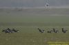 Black Brant at Wallasea Island (RSPB) (Richard Howard) (40500 bytes)