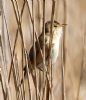 Reed Warbler at Bowers Marsh (RSPB) (Graham Oakes) (95868 bytes) Reed Warbler at Bowers Marsh (RSPB) (Graham Oakes) (95868 bytes)