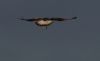 Rough-legged Buzzard at Wallasea Island (RSPB) (Jeff Delve) (18251 bytes) Rough-legged Buzzard at Wallasea Island (RSPB) (Jeff Delve) (18251 bytes)